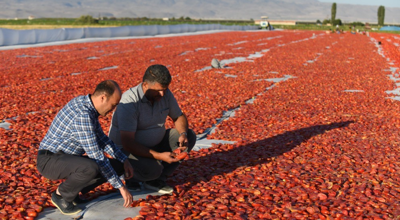 Kayseri'de kurutulan domatesler renkli görüntüler oluşturdu